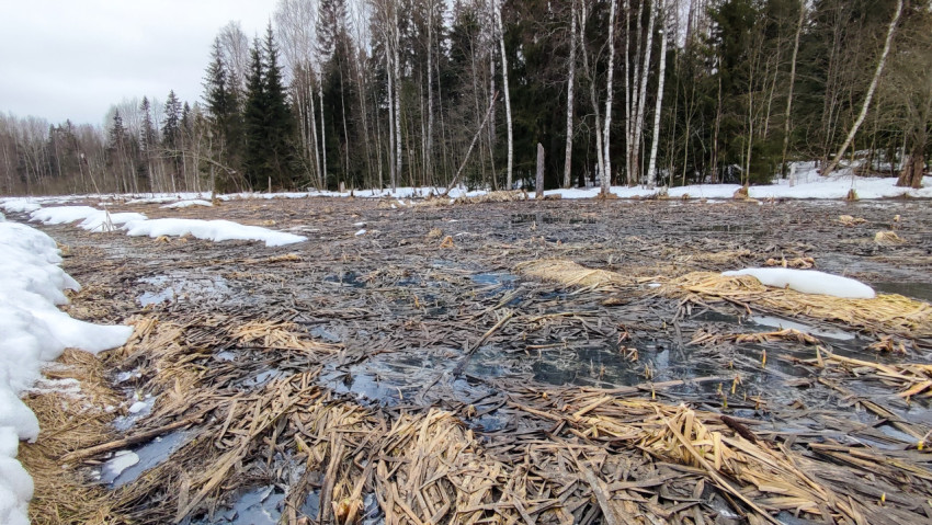 Весеннее болото на фоне смешанного леса