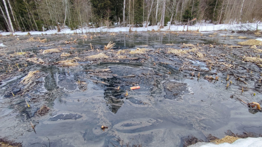 Весеннее болото с загрязнённой водой и снежными участками