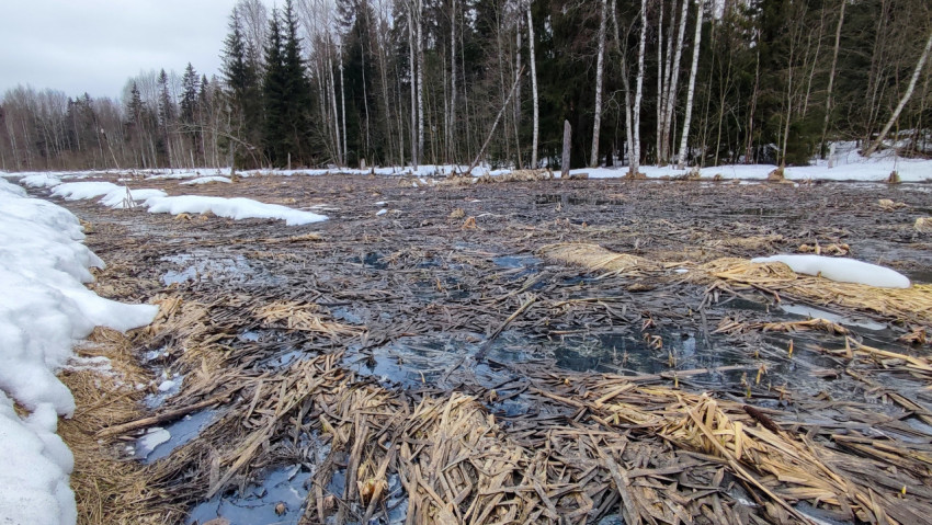 Весенний паводок в северном лесу