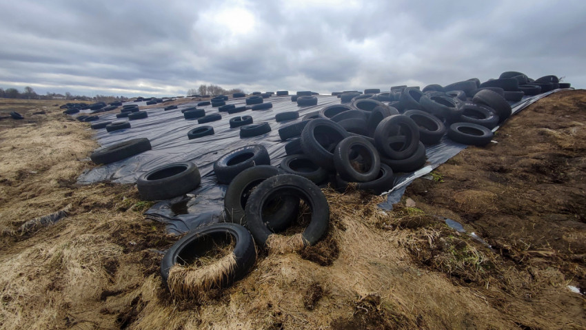Силосная траншея, накрытая плёнкой и закреплённая автомобильными шинами