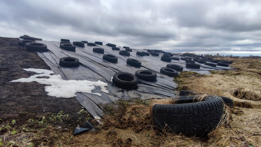 Укрытие силосной массы плёнкой с утяжелением шинами