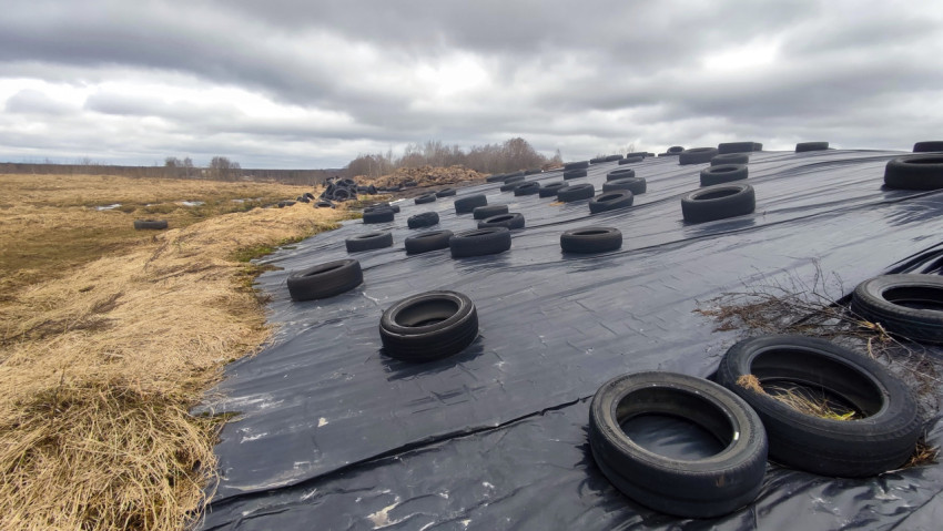 Силосная траншея, укрытая плёнкой и утяжелённая шинами