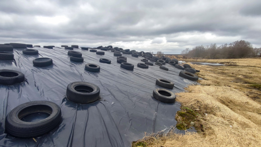 Силосная траншея, укрытая чёрной плёнкой с шинами на поверхности