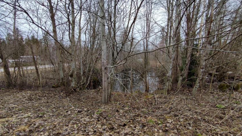 Лесная кромка у небольшого водоёма в ранневесенний период