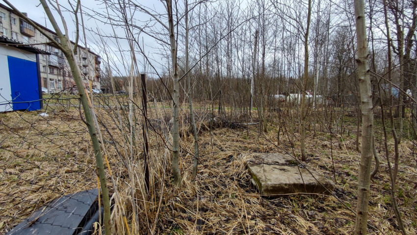 Молодые деревья и заброшенный участок рядом с гаражами