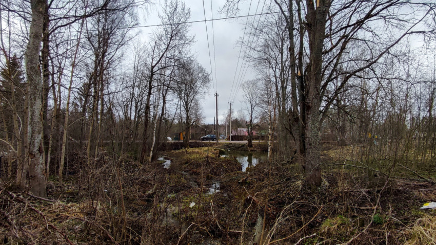 Лесная канава с водой и линиями электропередачи