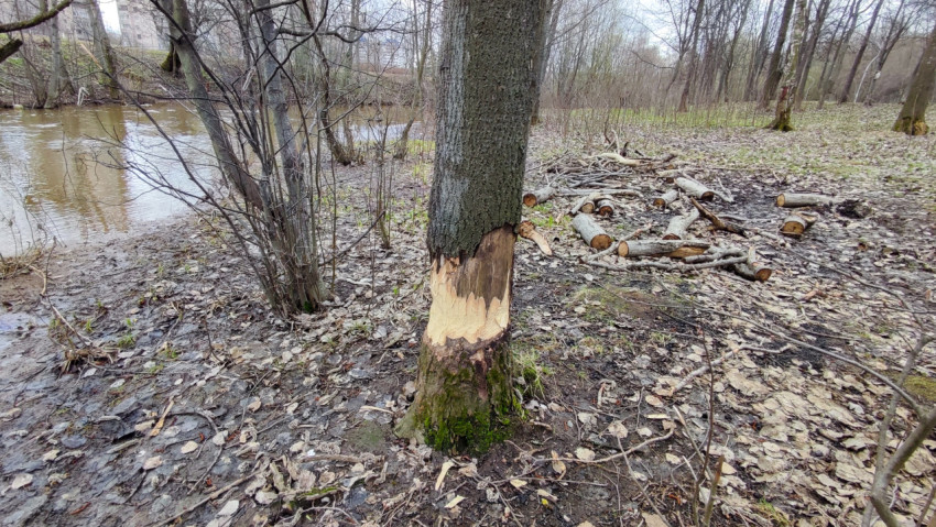 Следы деятельности бобра на дереве у берега водоёма
