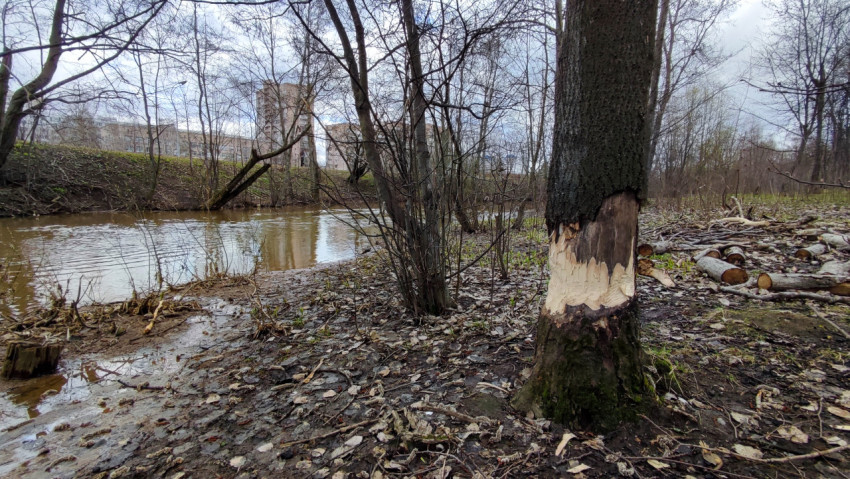 Дерево, повреждённое бобрами, на фоне реки и весеннего лесопарка