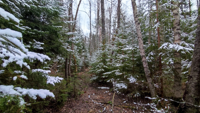 Смешанный лес с молодыми елями и берёзами после снегопада