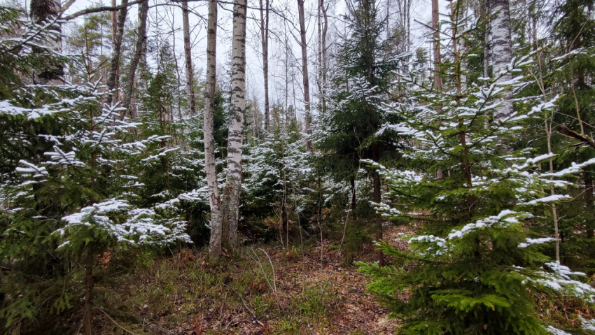 Молодой хвойный лес с первыми следами снега на ветвях