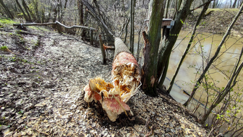 Упавшее дерево со сколотым основанием на береговом склоне