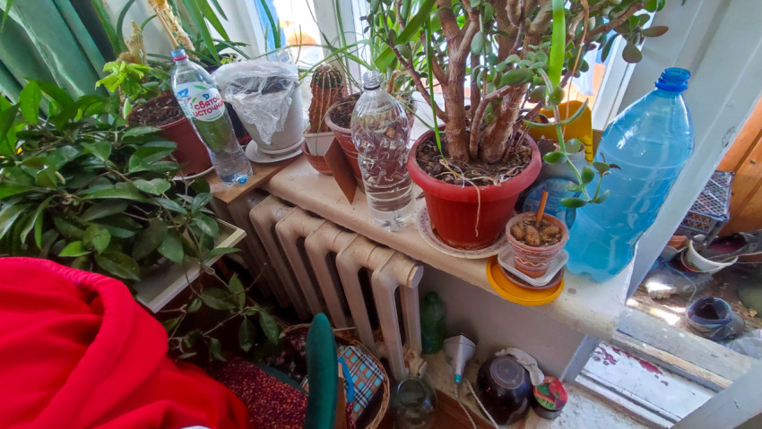 Подоконник с растениями и бытовыми предметами возле батареи отопления