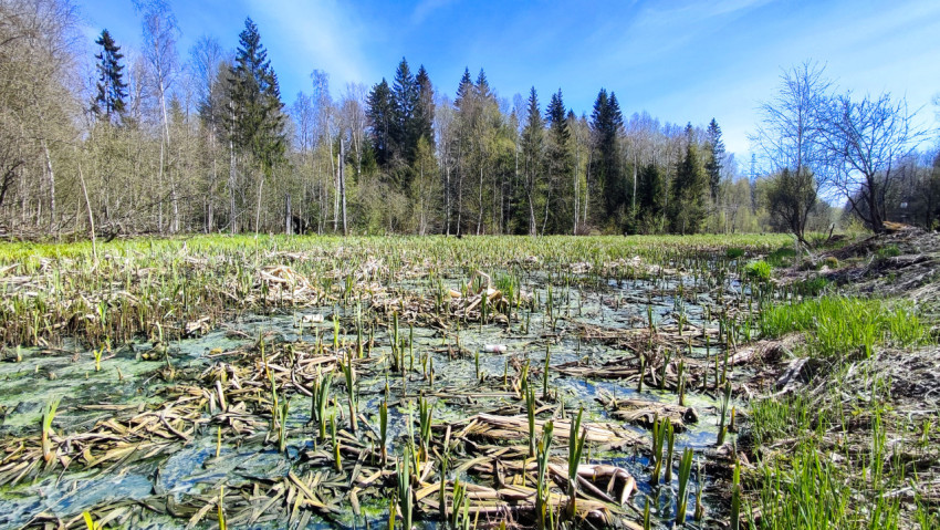 Весеннее заболоченное урочище с молодой растительностью