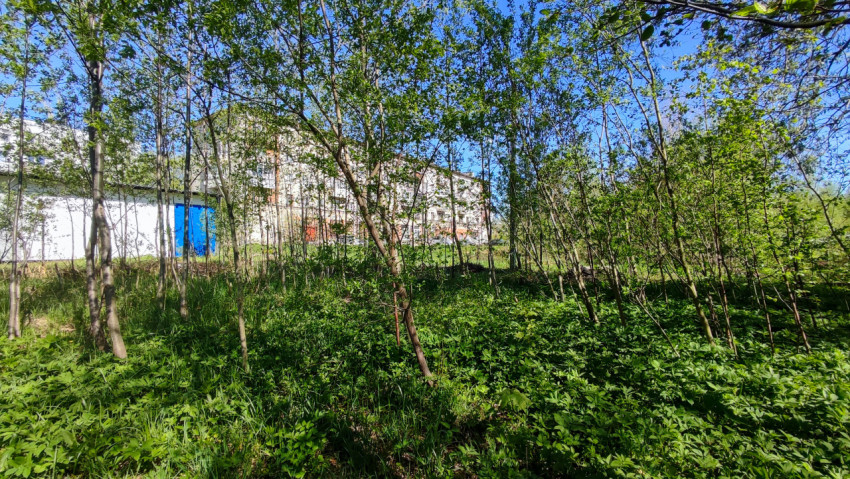 Лесная поросль у жилого здания