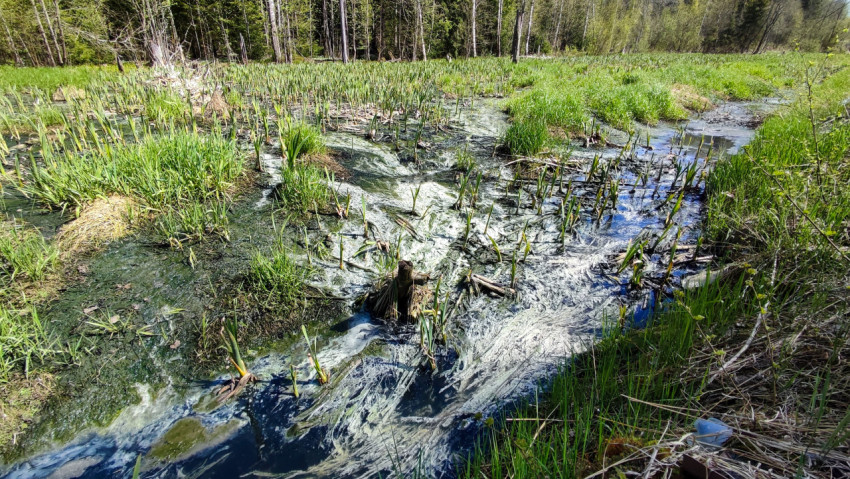 Заболоченный участок лесной низины с весенней растительностью