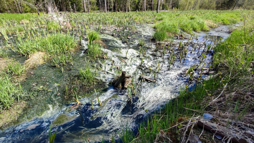 Весенний заболоченный поток с молодой растительностью