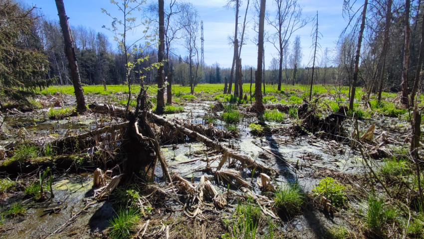 Весеннее болотистое лесное пространство с вывороченными корнями и молодой растительностью