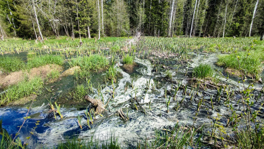 Заболоченный участок лесной низины с водорослевыми потоками