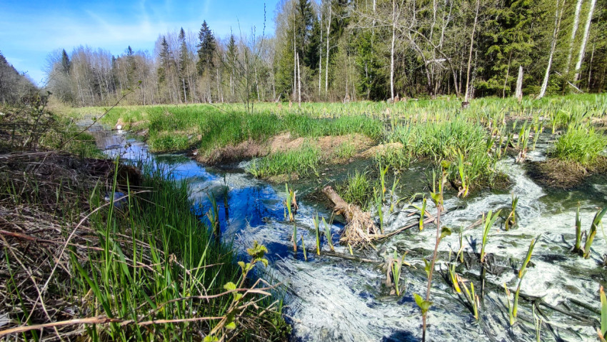 Весенний заболоченный поток среди лесной низины