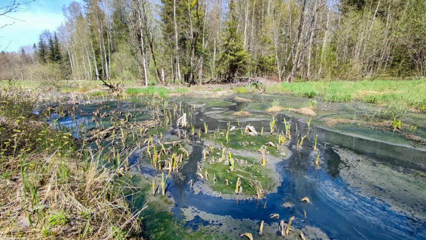 Весенний заболоченный участок среди смешанного леса