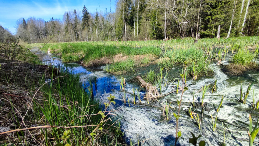 Междуречье заболоченной территории с молодой растительностью