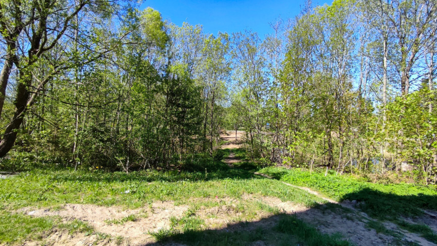 Лесная тропа среди молодой растительности