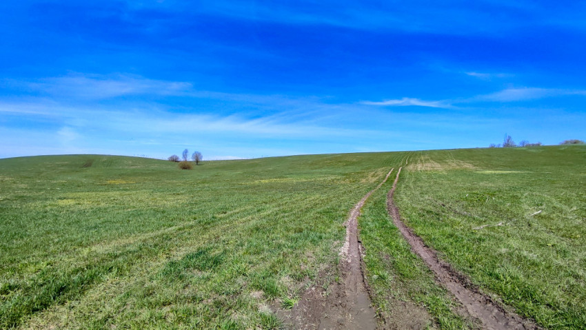 Зелёное поле с дорожной колеёй и деревьями на дальнем плане