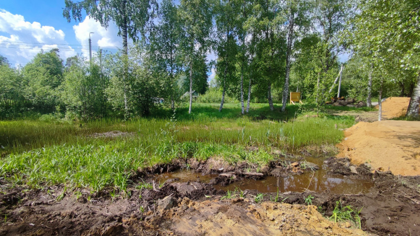 Влажная низина у леса рядом с зоной земляных работ