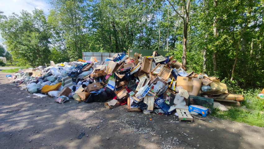 Свалка упаковочных и бытовых отходов на опушке леса