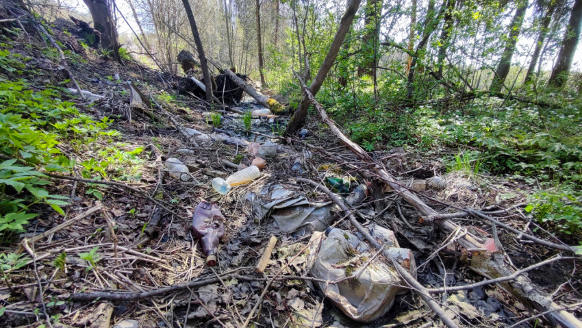 Лесная канава с бытовым мусором и молодой зеленью