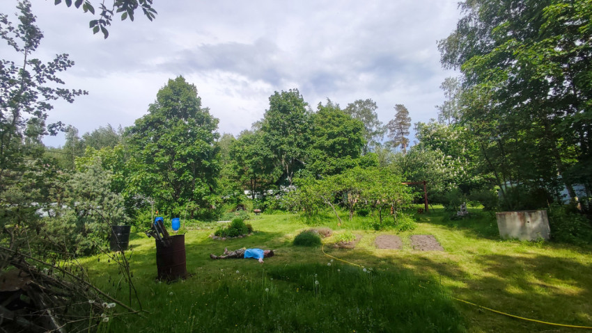 Газон на участке с бочкой, шлангом и грядками среди деревьев