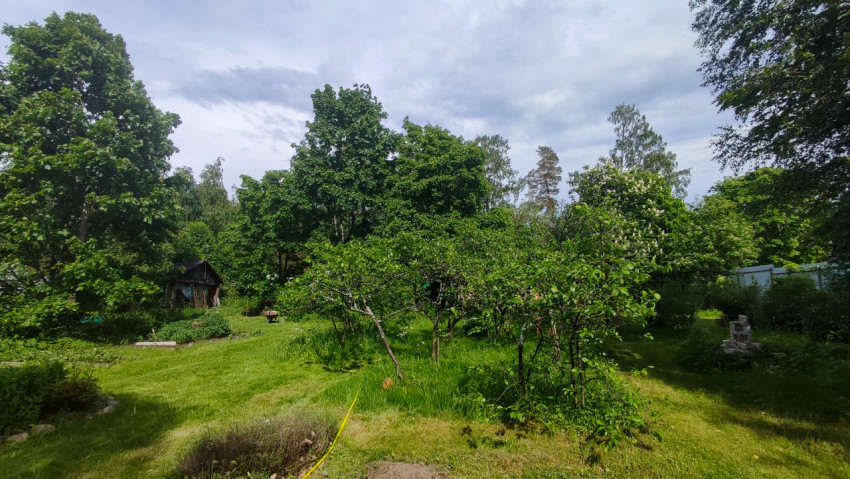 Дачный сад с плодовыми деревьями, косёной травой и шлангом