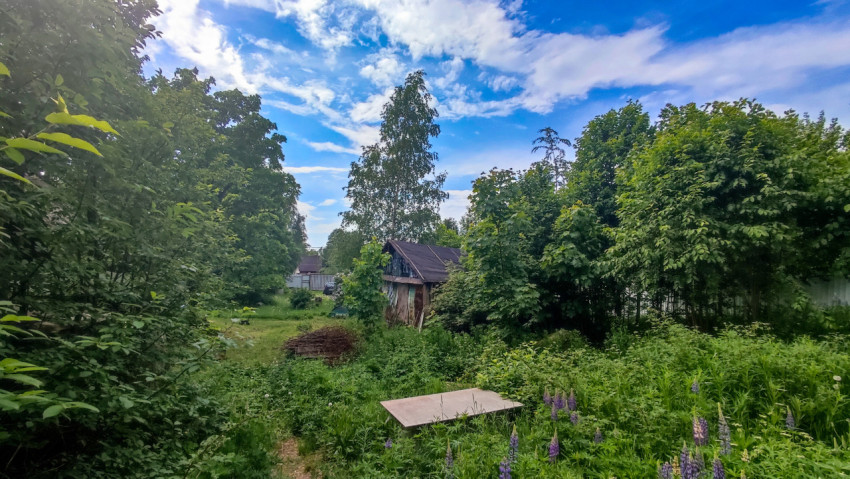 Дачный сад с тропинкой, деревянным сараем и цветущими люпинами