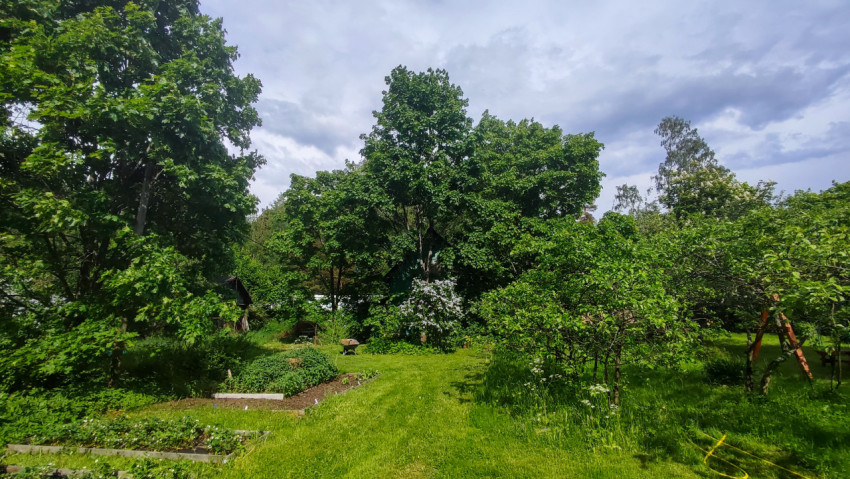 Огородные грядки и газон на дачном участке среди деревьев