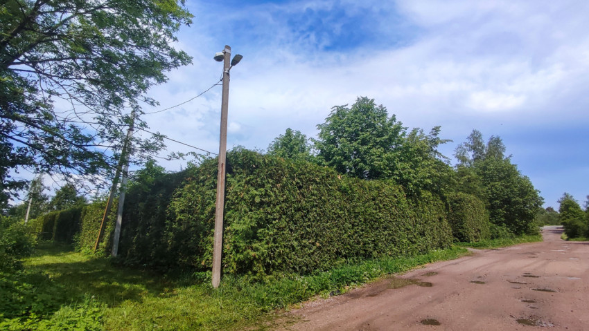 Высокая живая изгородь и опора освещения у грунтовой дороги