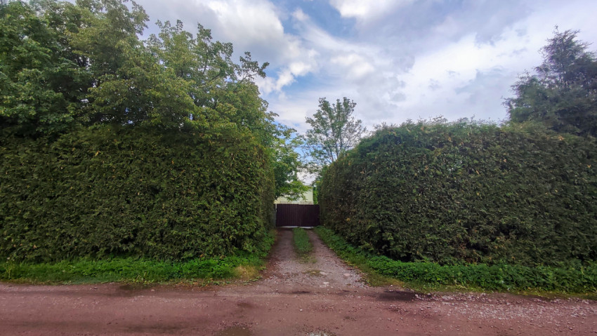 Проезд между высокими живыми изгородями к воротам участка