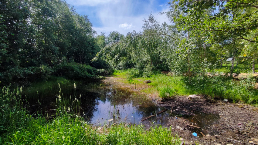 Лесная лужа с отражением неба и зарослями травы у берега