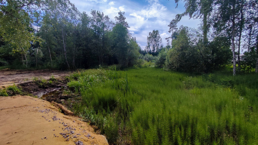 Заросший влажный участок с хвощом у края песчаной отсыпки в лесу