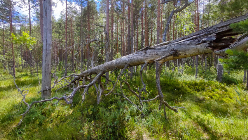 Длинный поваленный ствол дерева на солнечной поляне в сосновом лесу
