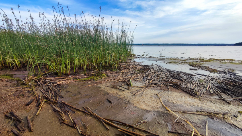 Берег озера с камышом, влажным песком и россыпью тростниковых стеблей у кромки воды