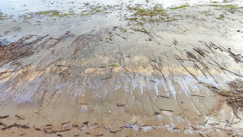 Фактура мелководного берега с рябью на мокром песке, водорослями и тростниковыми обломками