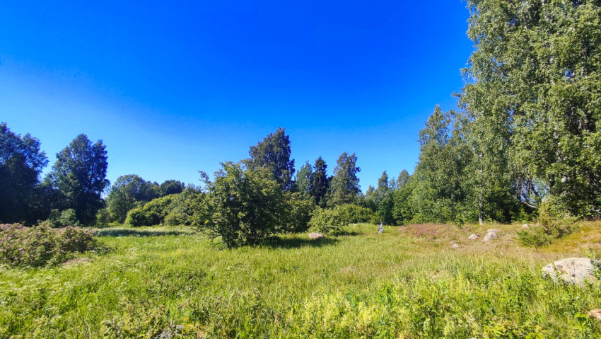 Летний луг с высокой травой, кустарниками и деревьями под ярким синим небом