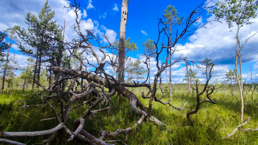 Упавшее сухое дерево и редколесье на болотистой поляне под кучевыми облаками