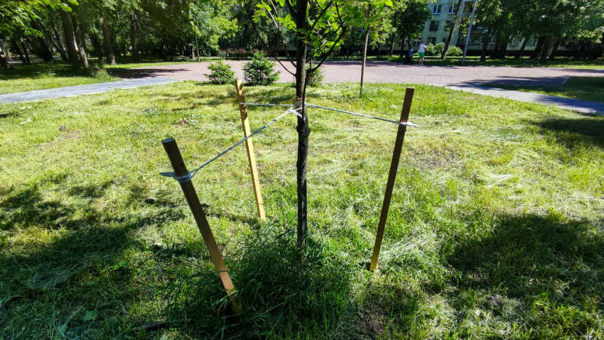 Саженец дерева с растяжками на трёх колышках на скошенном газоне у дорожек