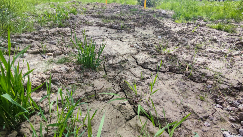 Растрескавшийся грунт у полосы щебня с травой и зелёными ростками