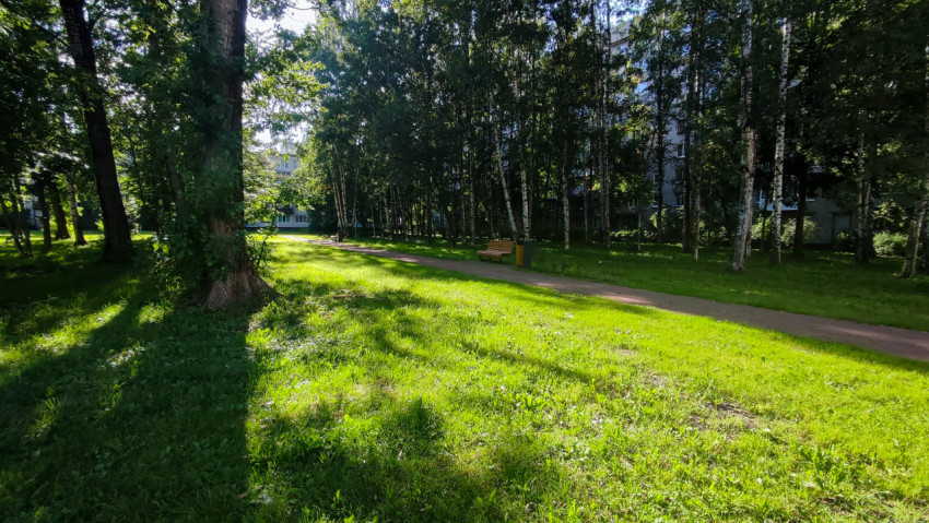 Пешеходная тропинка, скамейка и берёзы в зелёной зоне двора у многоэтажных домов