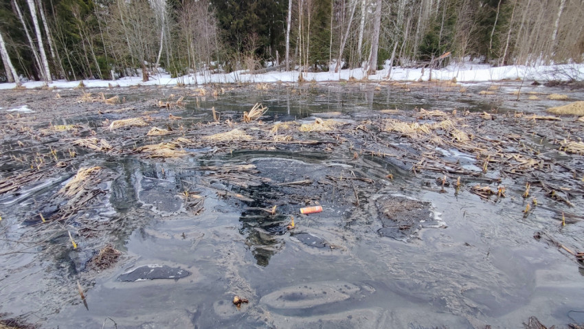Весеннее болото с мусором и растительными остатками