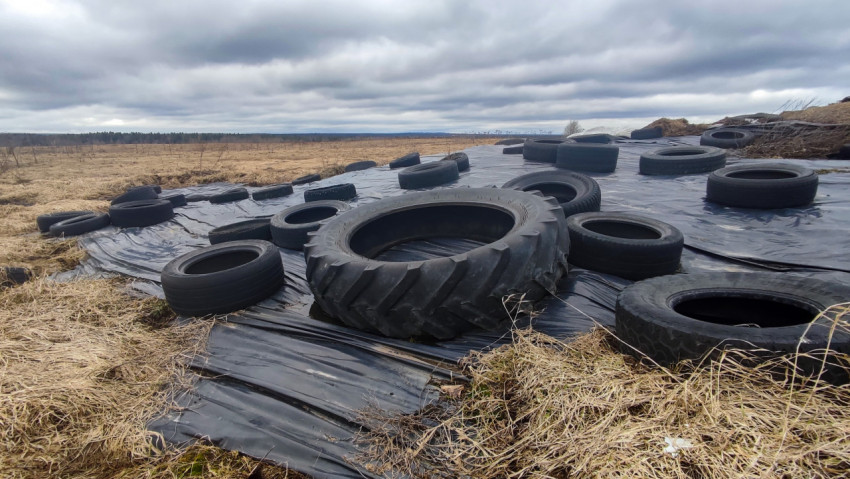 Укрытое силосное хранилище с тракторной шиной на переднем плане