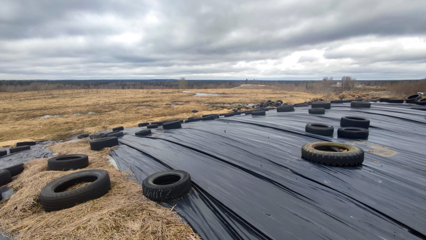 Укрытие силоса под полиэтиленовой плёнкой с автомобильными шинами на ферме