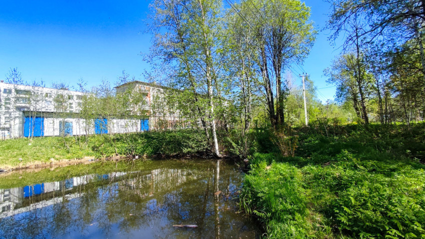 Пруд вблизи жилого здания и лесной растительности